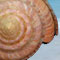 image : sea shell